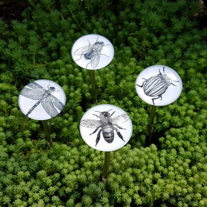 magnets en verre insecte